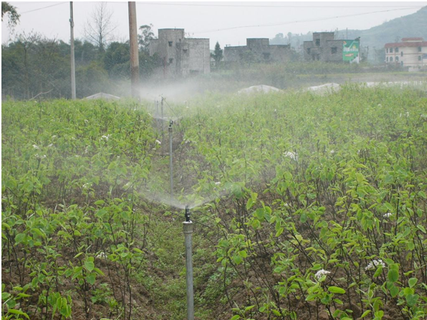 合川节水灌溉实例